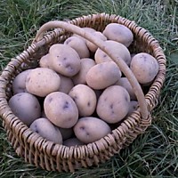 Картофель Синеглазка  (Элита) 1 кг.